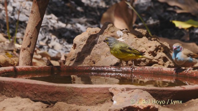 Yellow-fronted Canary - ML215921901