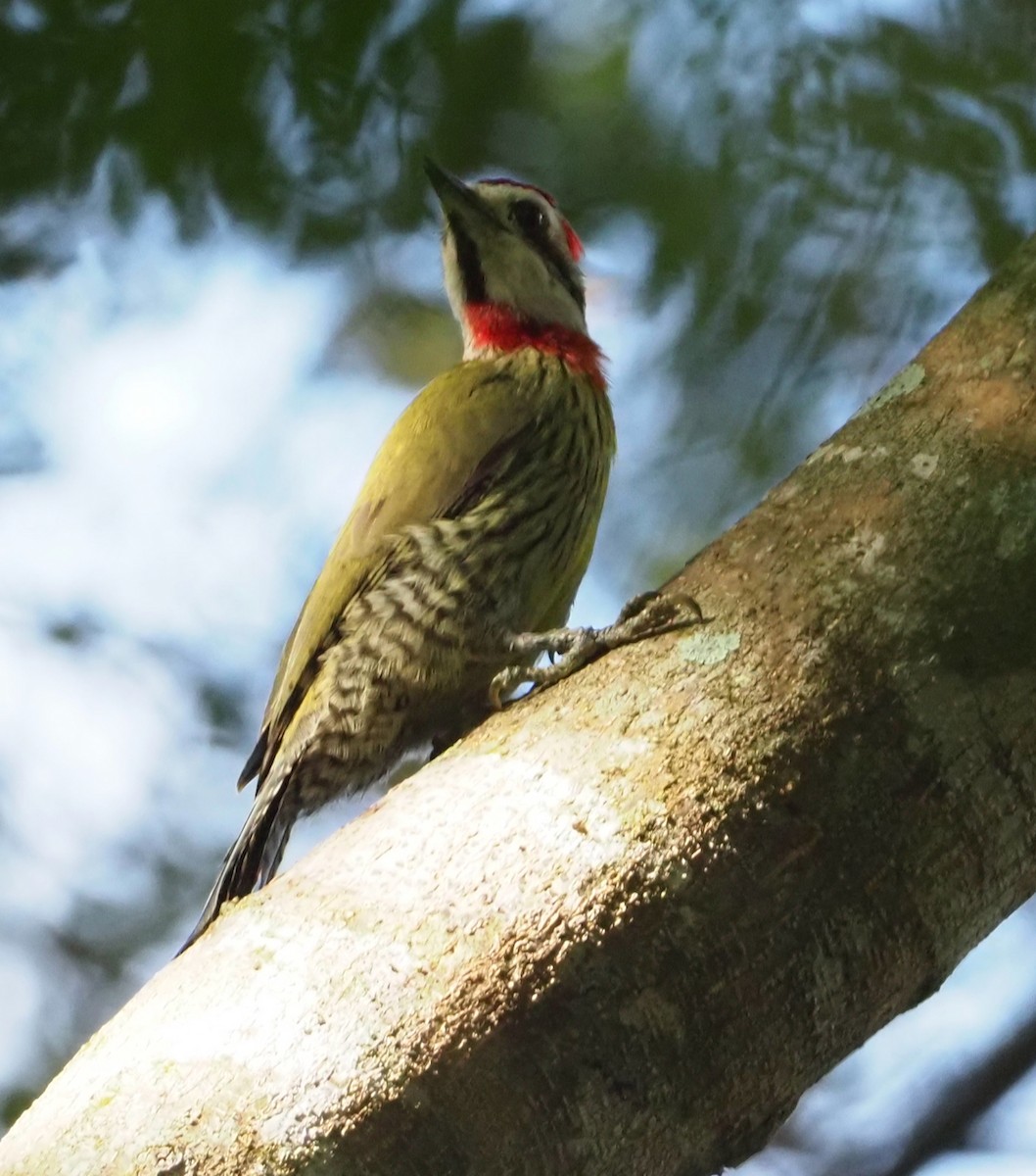 Cuban Green Woodpecker - ML215922141