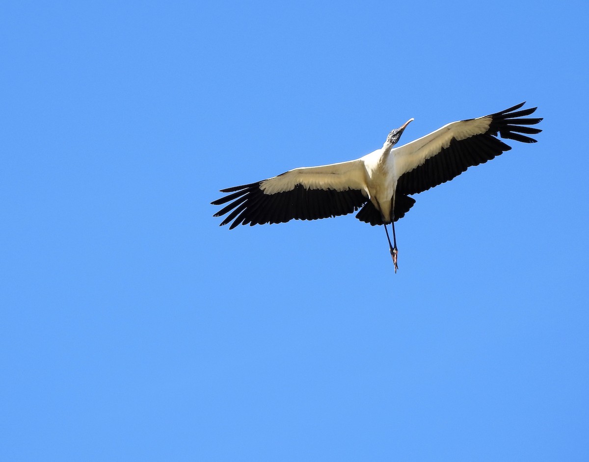 Wood Stork - ML215923201