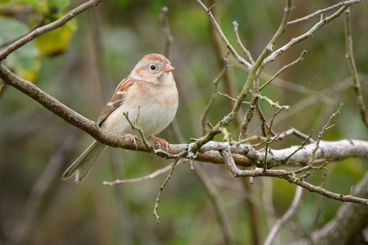Field Sparrow - ML215925051