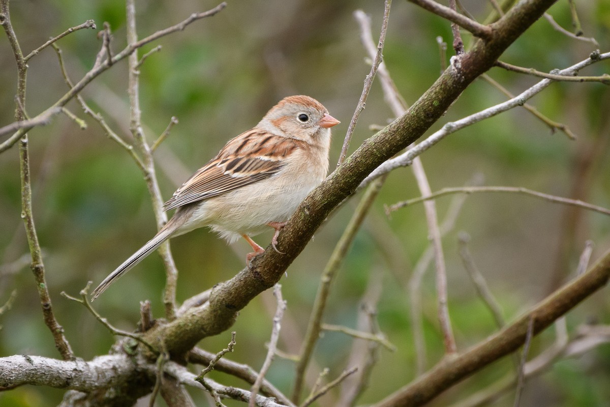 Field Sparrow - ML215925061