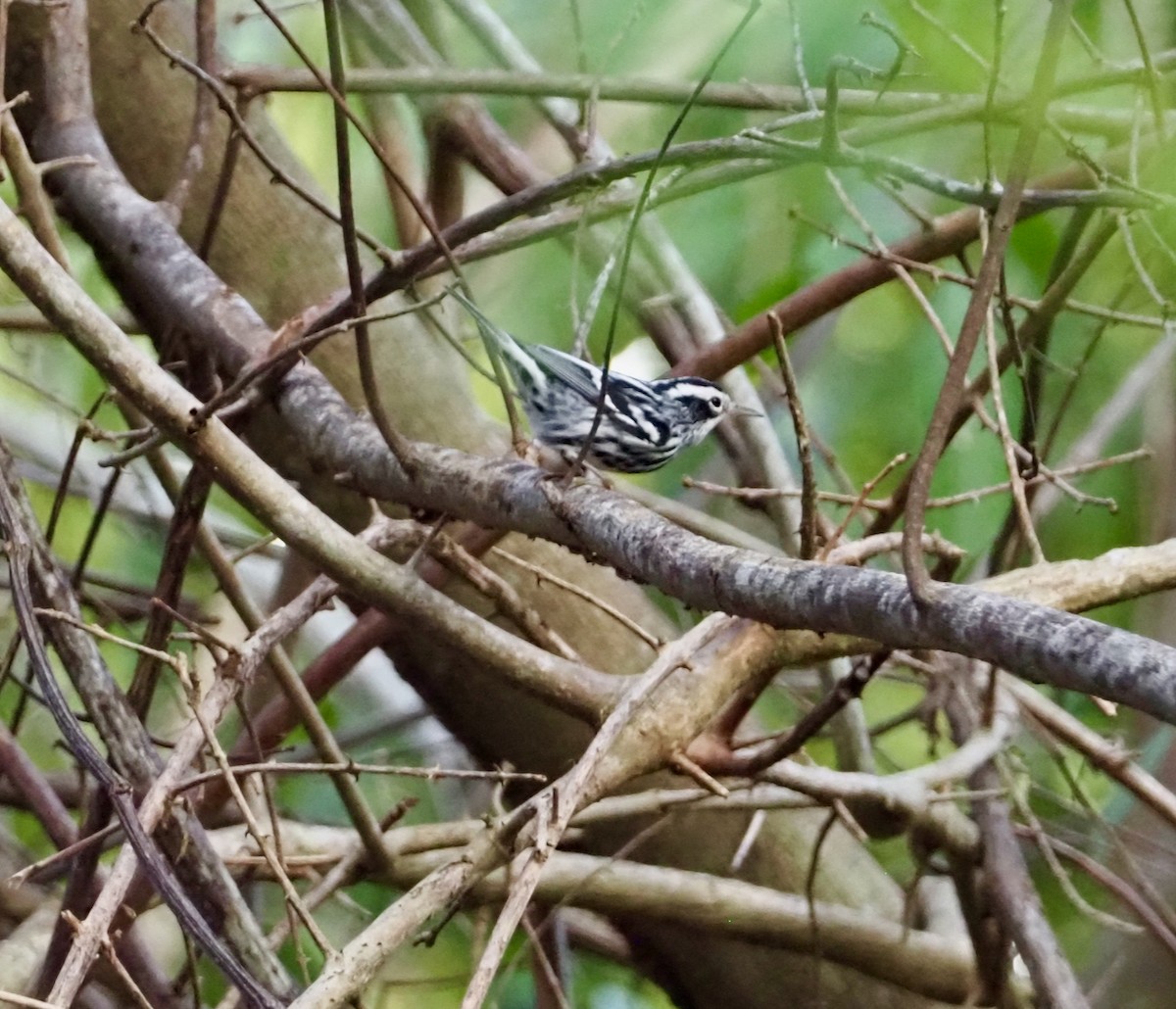 Black-and-white Warbler - ML215925531