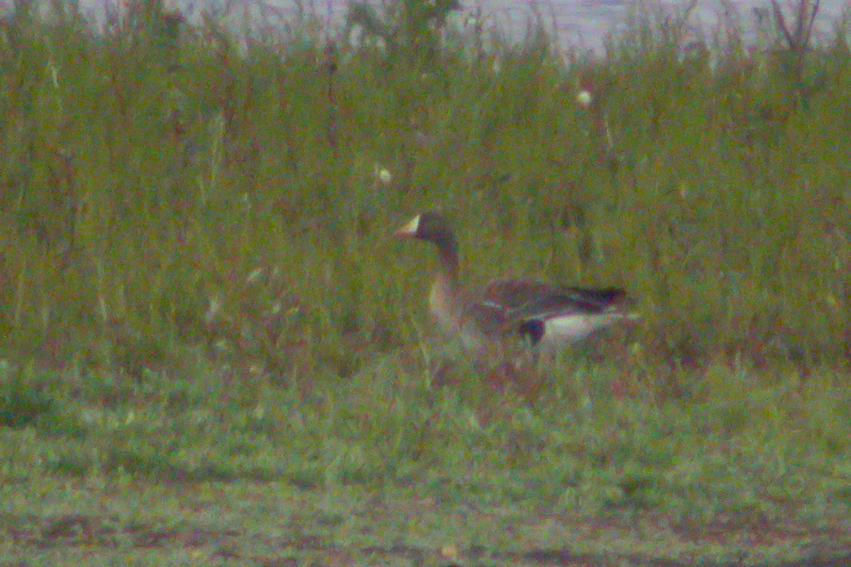 Greater White-fronted Goose - ML215925971
