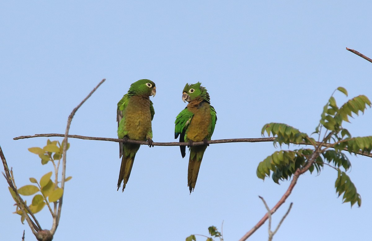 Olive-throated Parakeet (Aztec) - Tim Avery