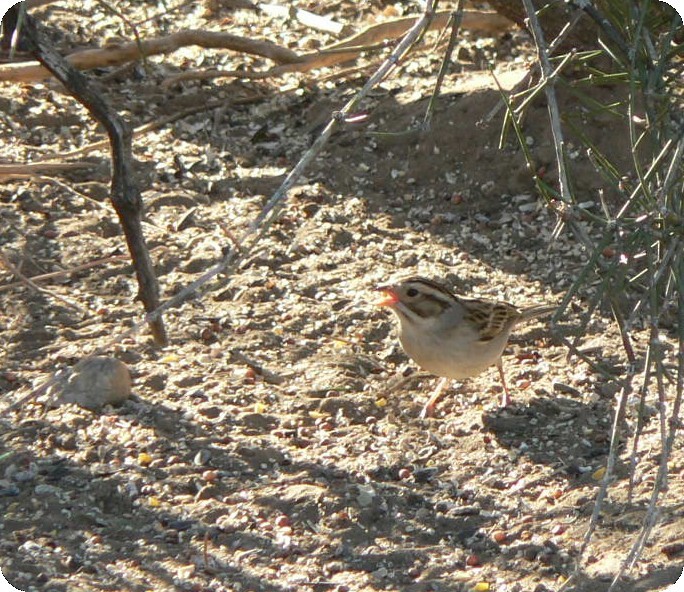 Clay-colored Sparrow - ML215930931
