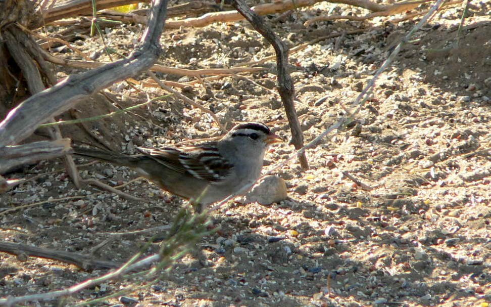White-crowned Sparrow (Gambel's) - ML215931051