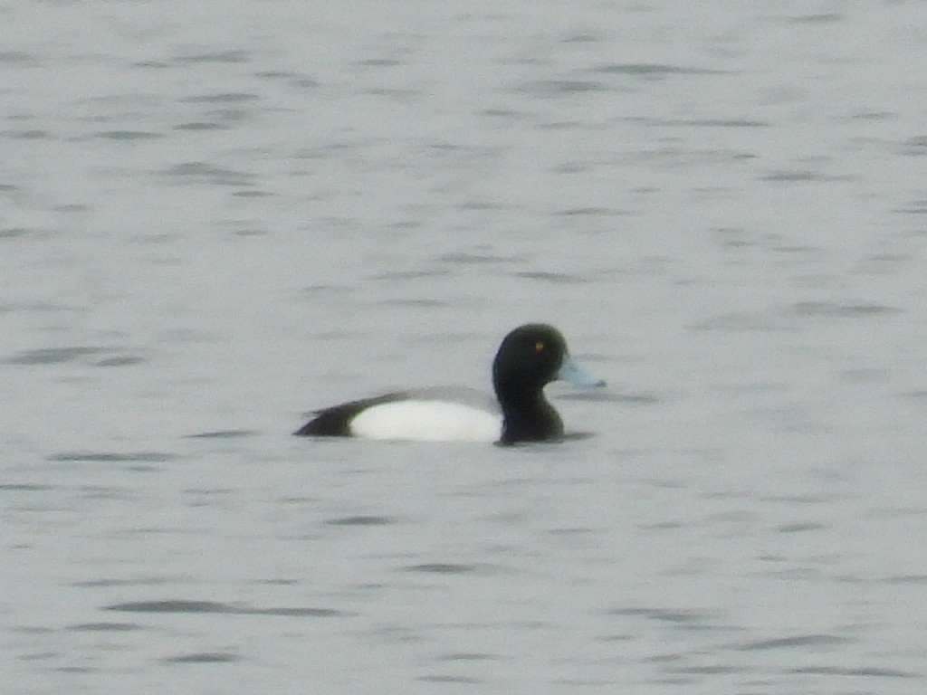 Greater Scaup - ML215932881