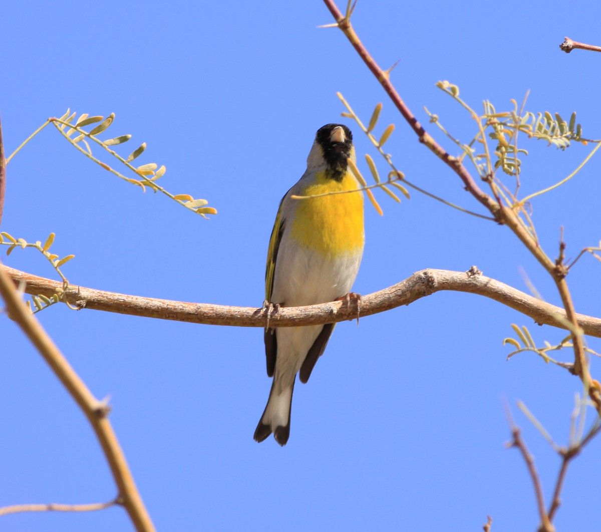 Lawrence's Goldfinch - ML215933011