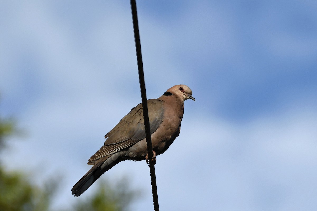 Red-eyed Dove - ML215941871