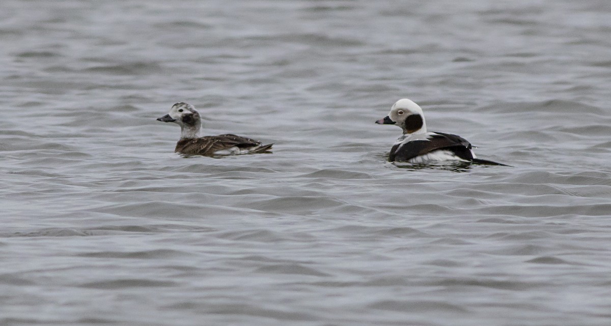 Long-tailed Duck - ML215944831