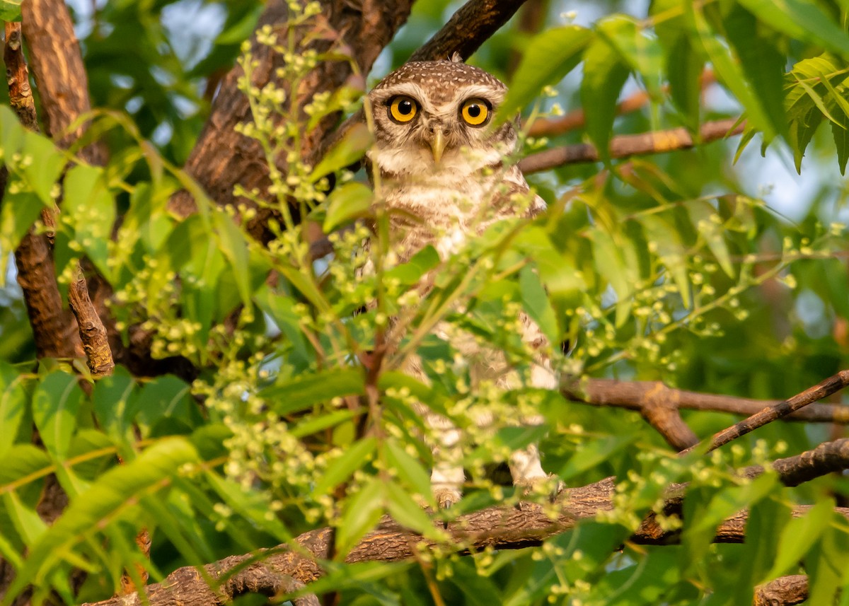 Spotted Owlet - Ramesh Desai