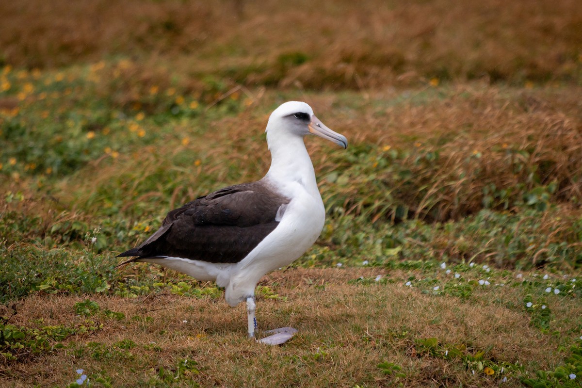 Laysan Albatross - ML215951041