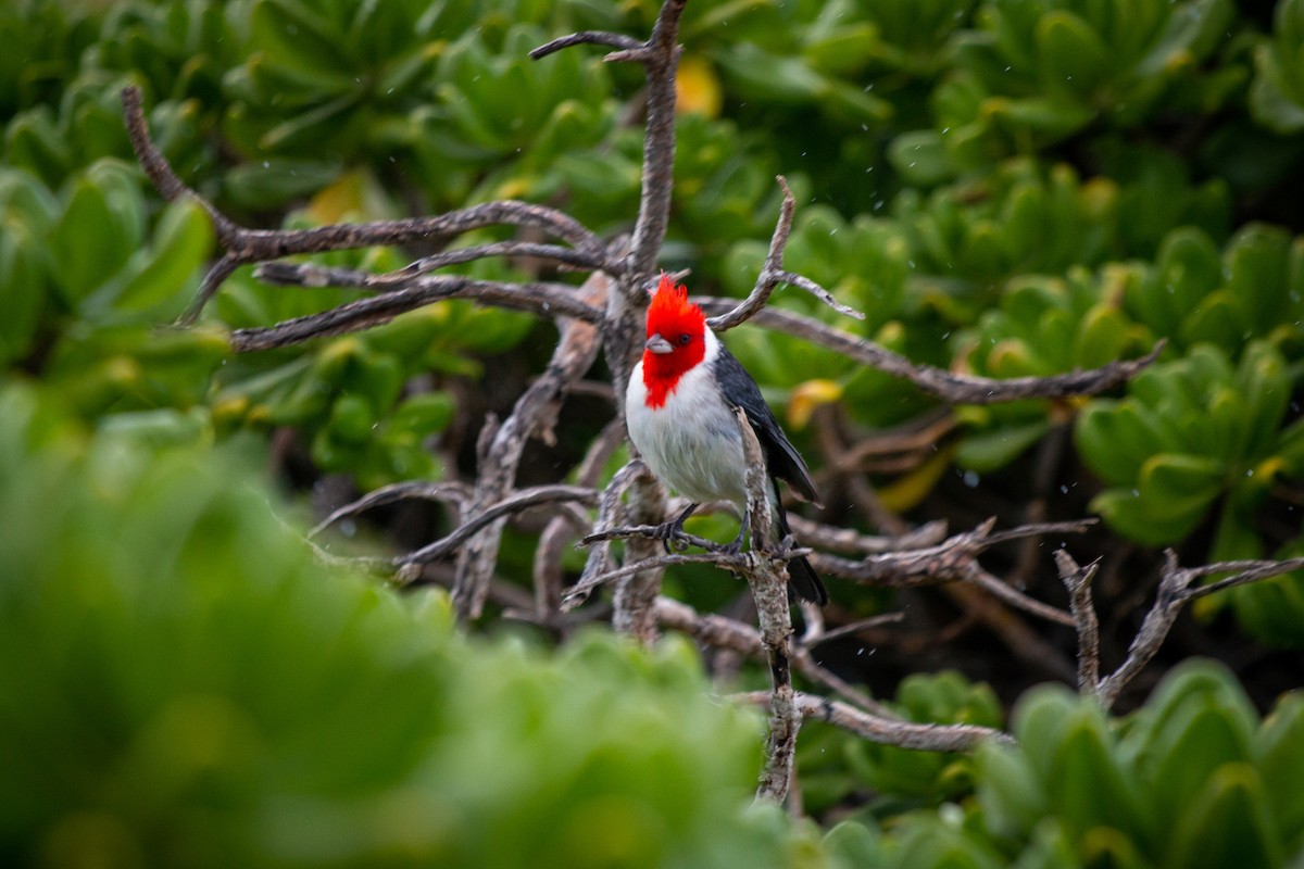 Red-crested Cardinal - ML215951061
