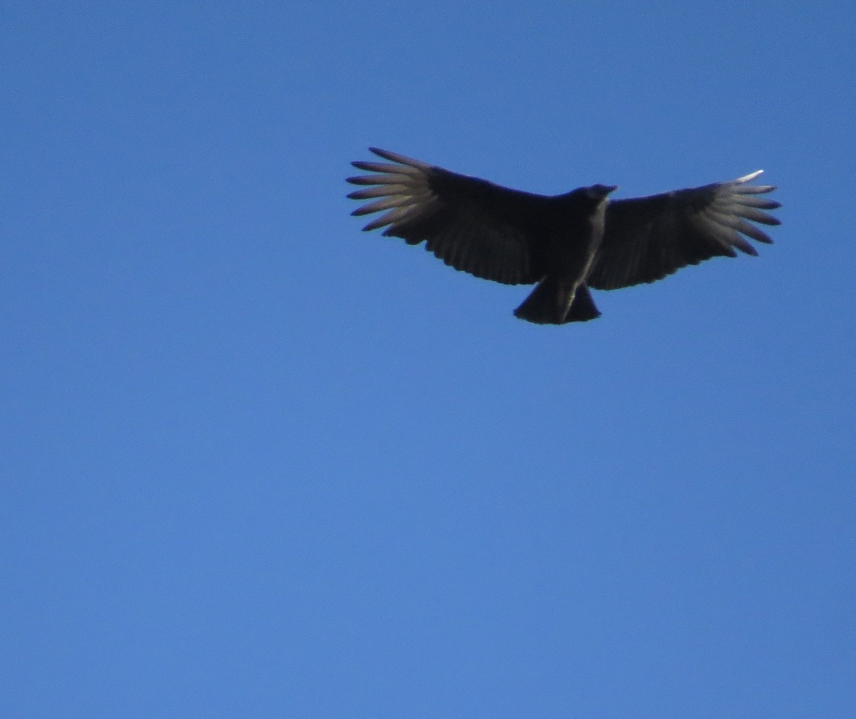 Black Vulture - Dennis Forsythe