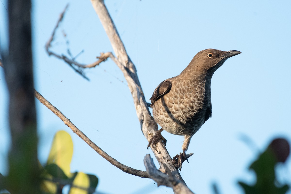 Scaly-breasted Thrasher - ML215956571