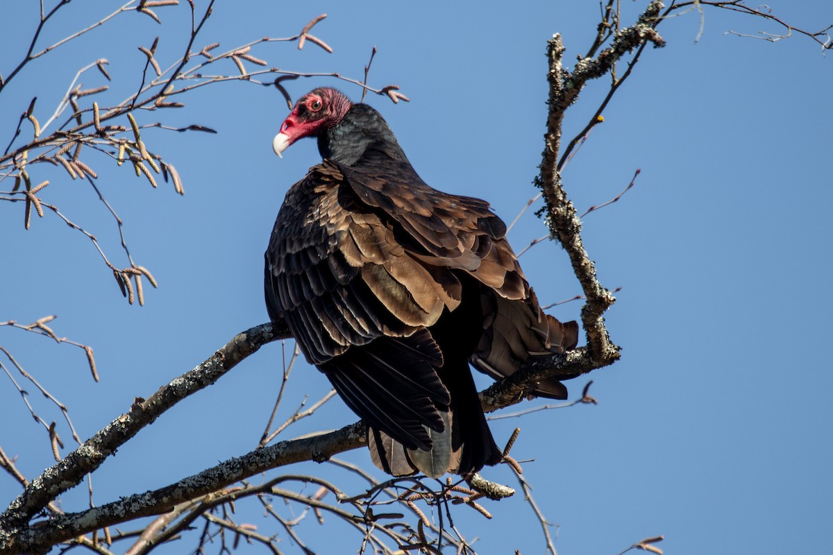 Turkey Vulture - ML215957311