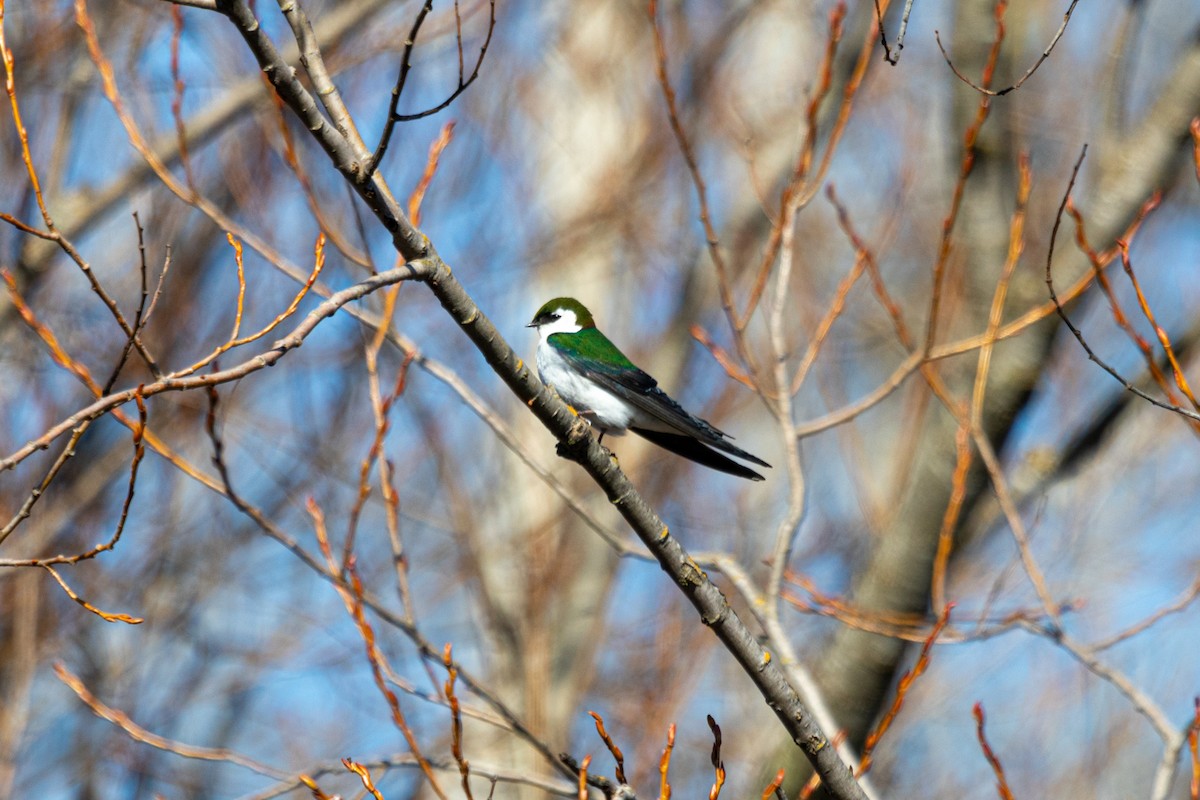 Violet-green Swallow - Mark Byrne