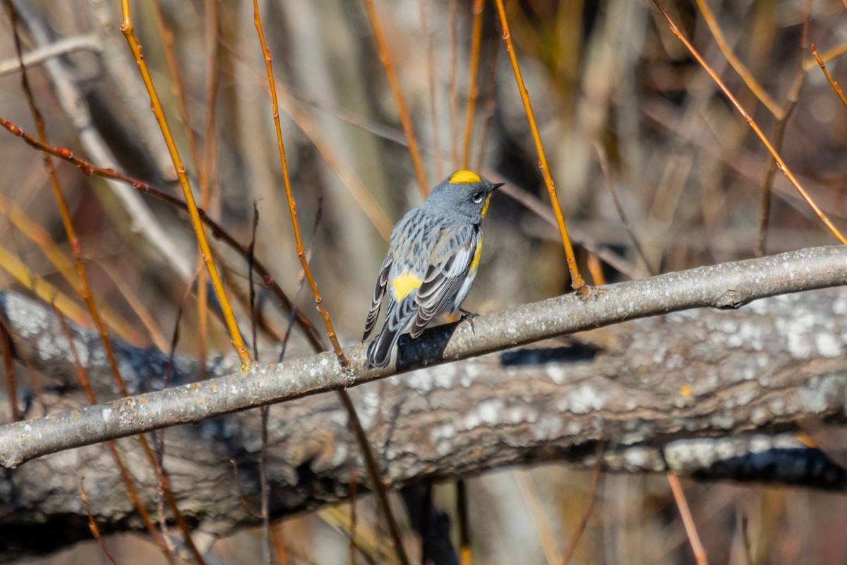 Yellow-rumped Warbler (Audubon's) - Mark Byrne