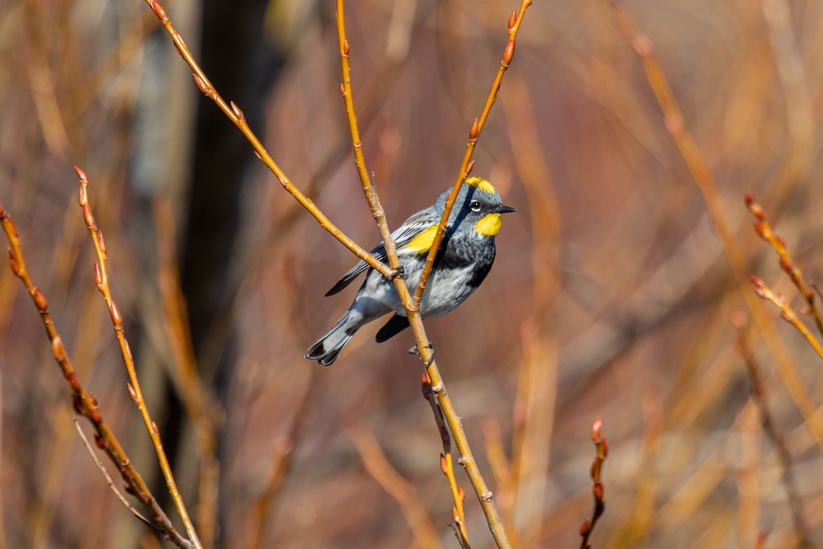 Yellow-rumped Warbler (Audubon's) - Mark Byrne