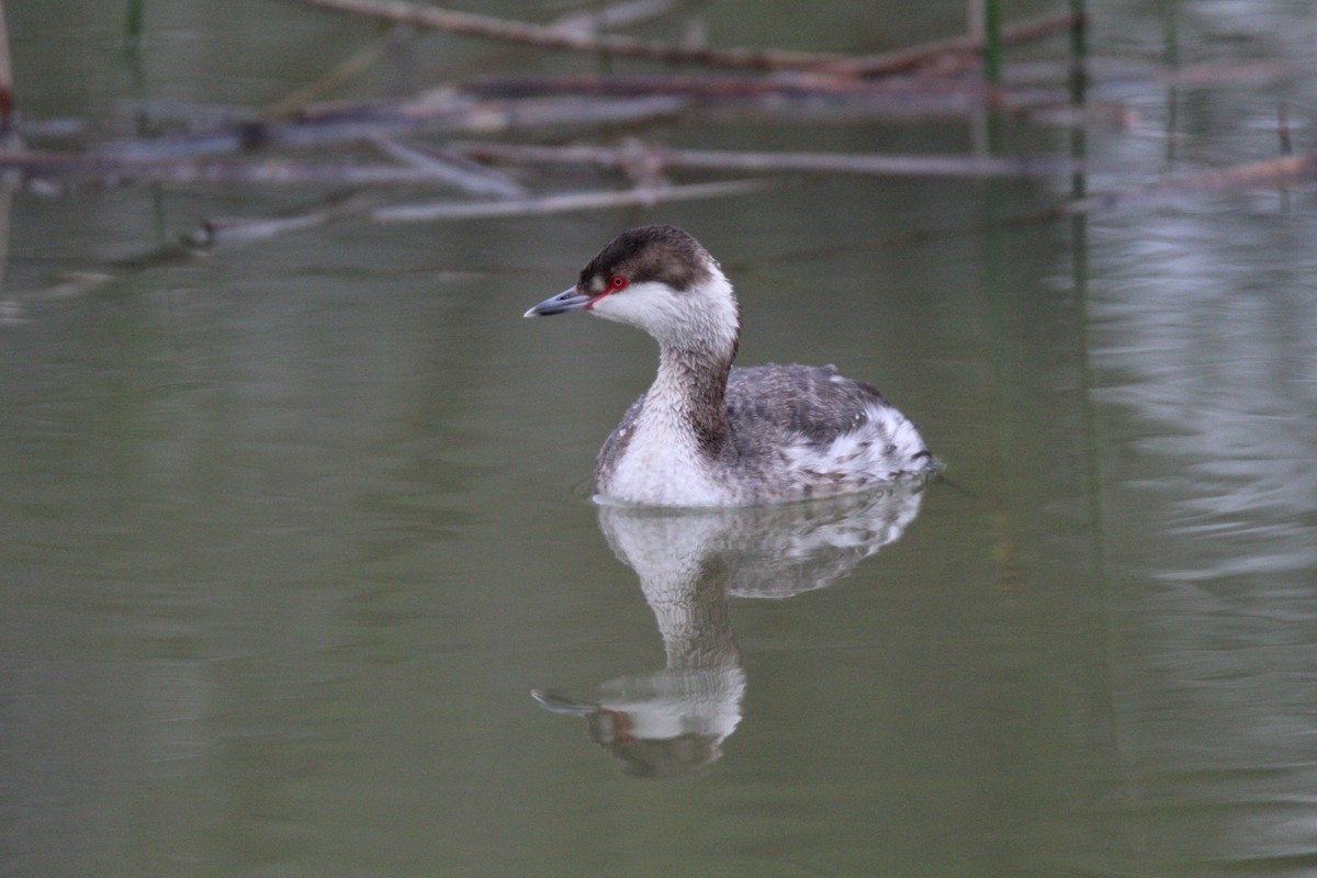 Horned Grebe - Cliff VanNostrand