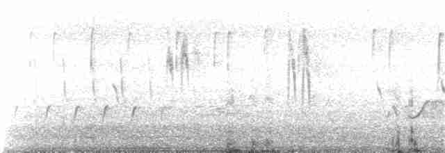 White Wagtail (ocularis) - ML215963031