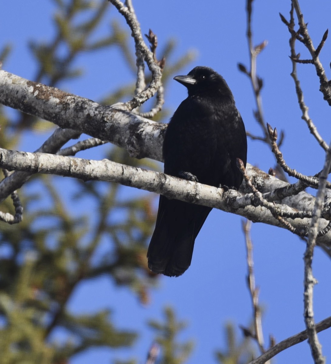 American Crow - ML215963681