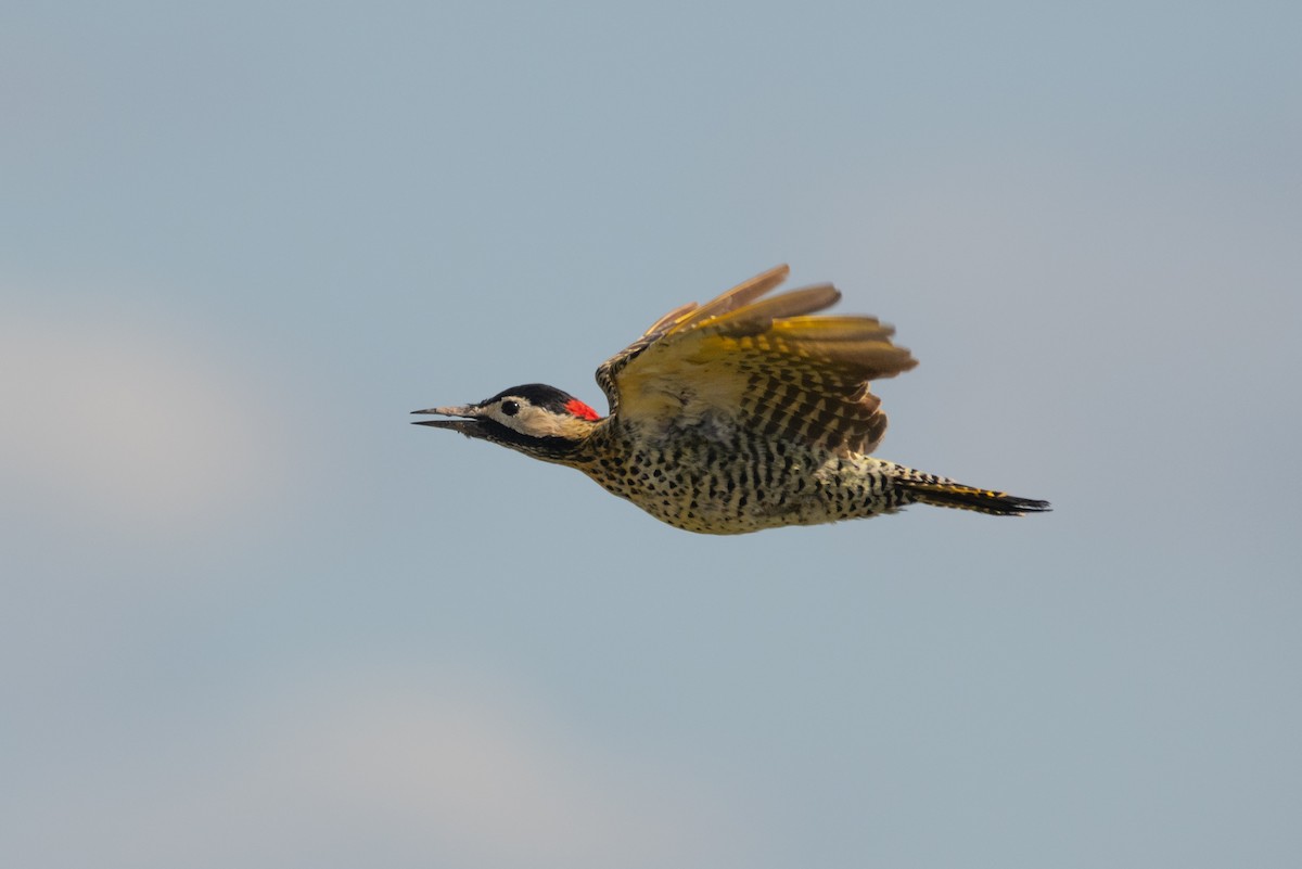 Green-barred Woodpecker - ML215967681