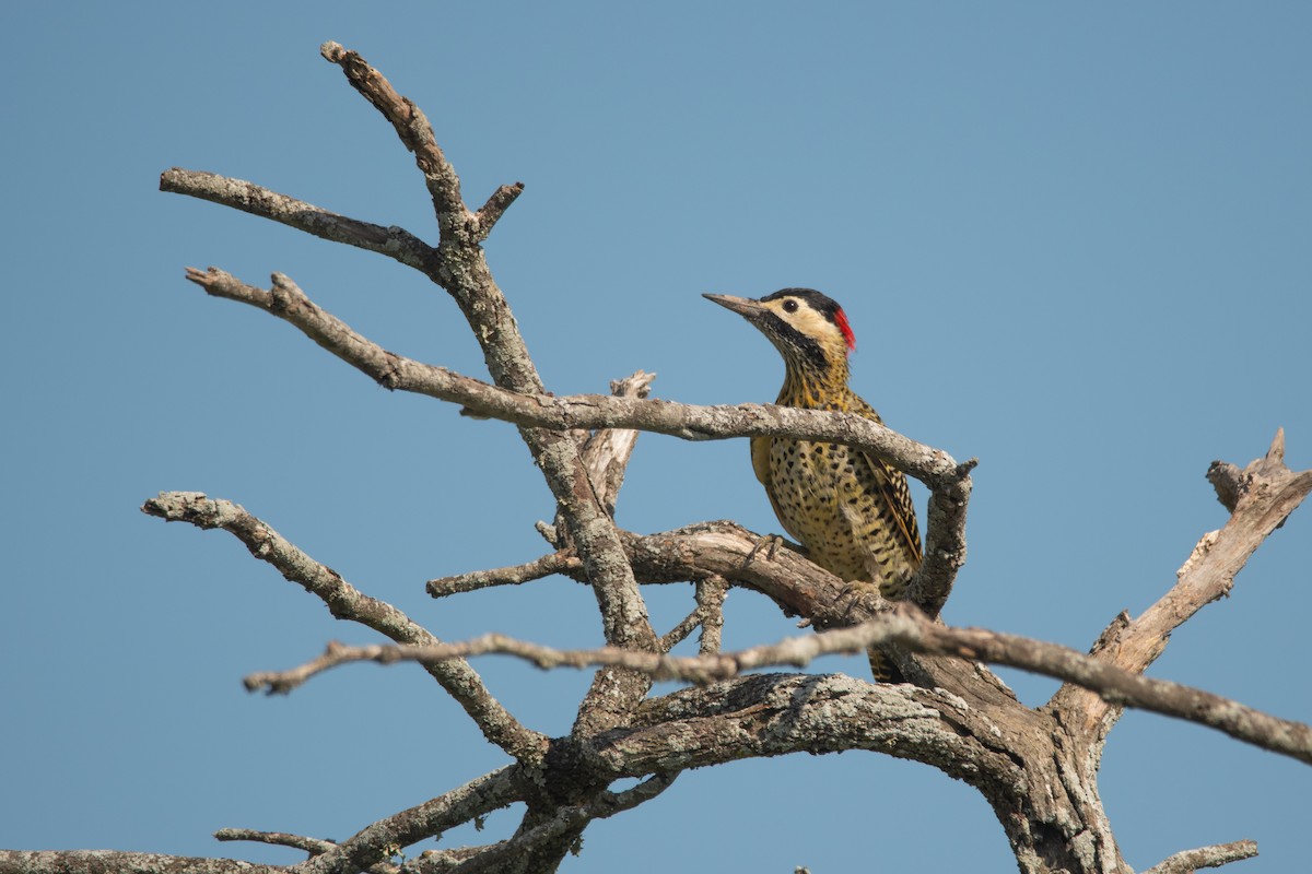 Green-barred Woodpecker - ML215967701