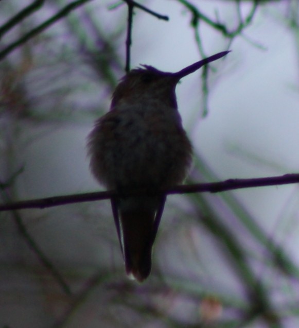 Allen's Hummingbird - Jacob C. Cooper