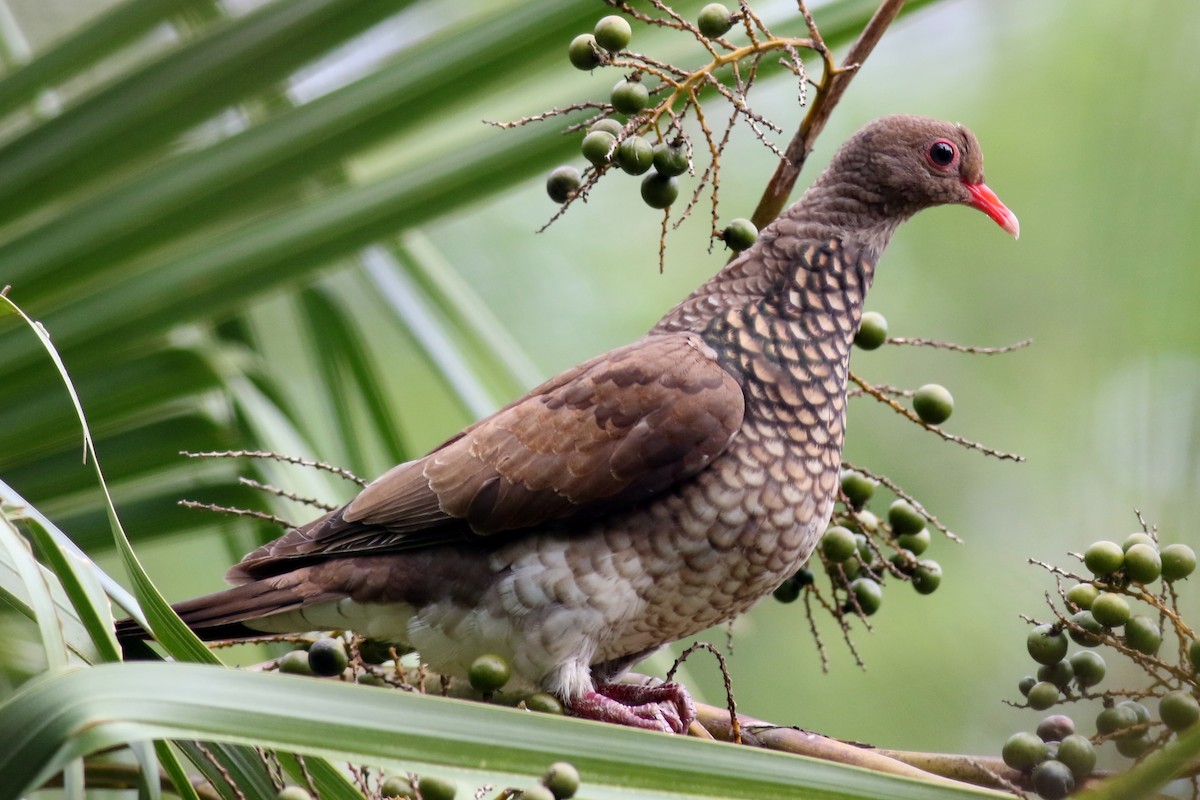 Scaled Pigeon - Ginger Spinelli