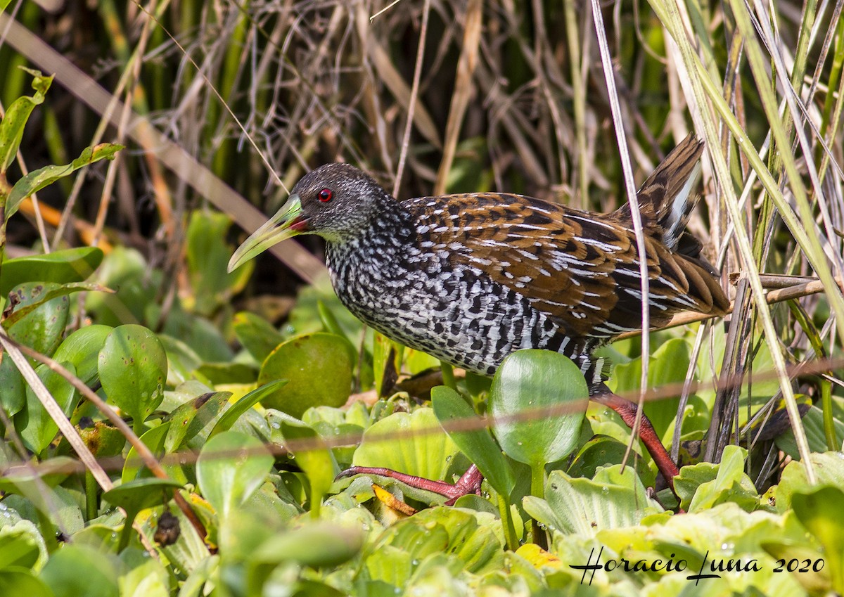 Spotted Rail - ML215971421