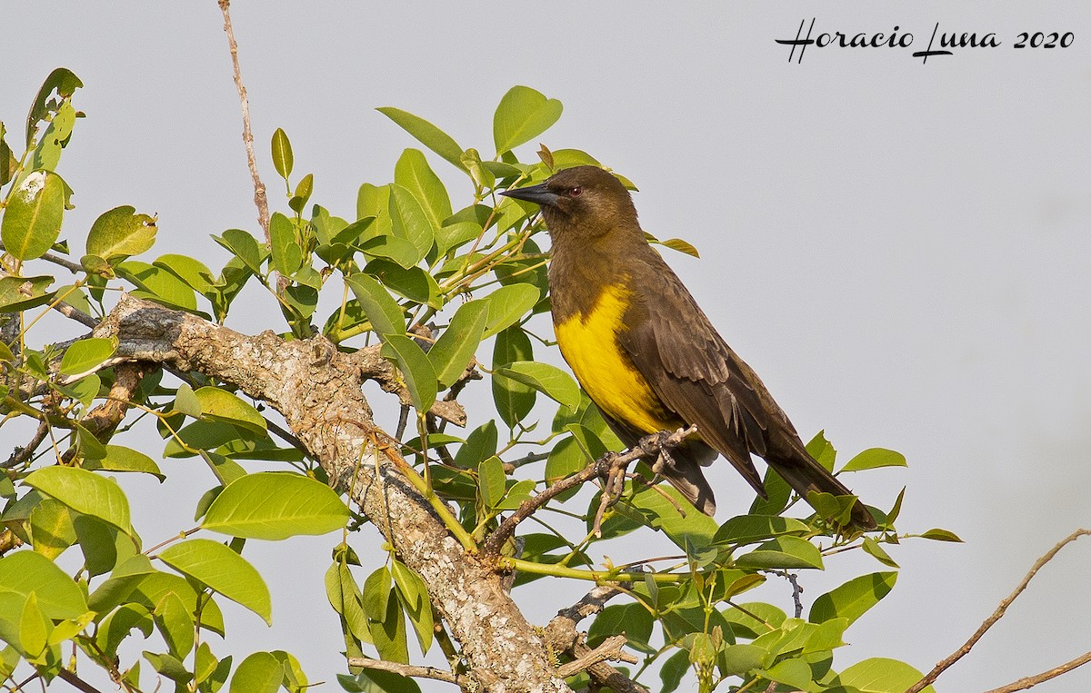 Brown-and-yellow Marshbird - Horacio Luna