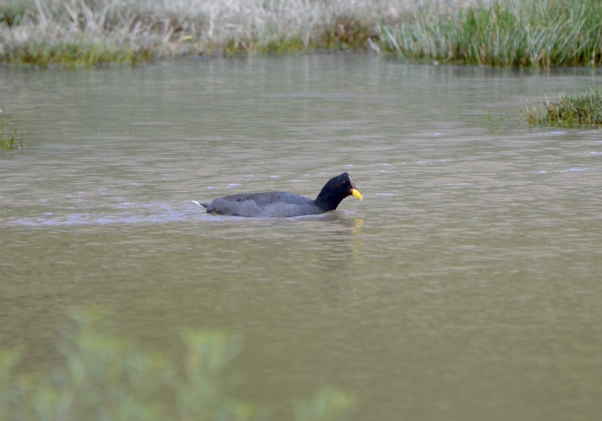 Red-fronted Coot - Richard Garrigus