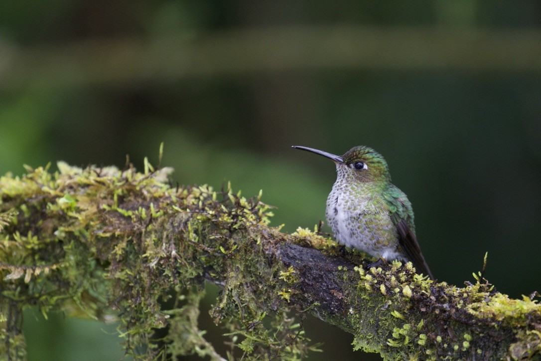 Many-spotted Hummingbird - ML215975061