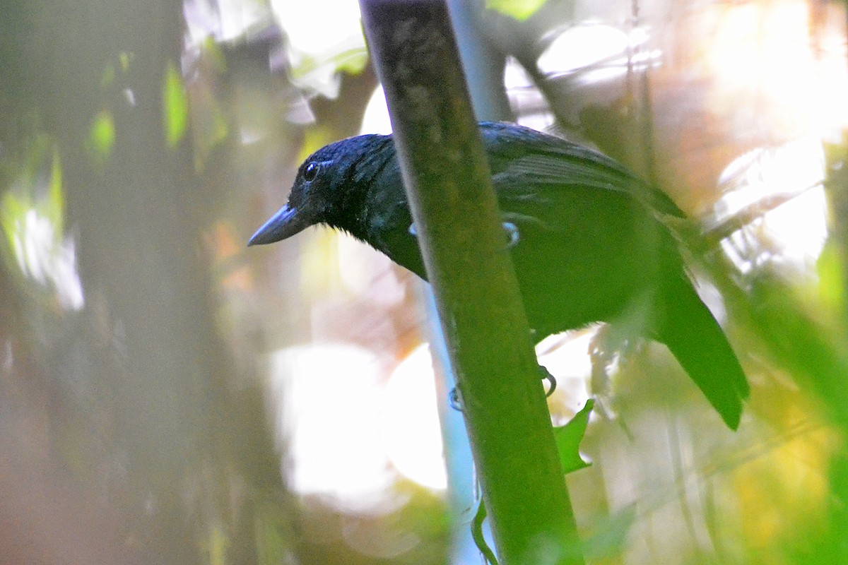 Rondonia Bushbird - ML215976011