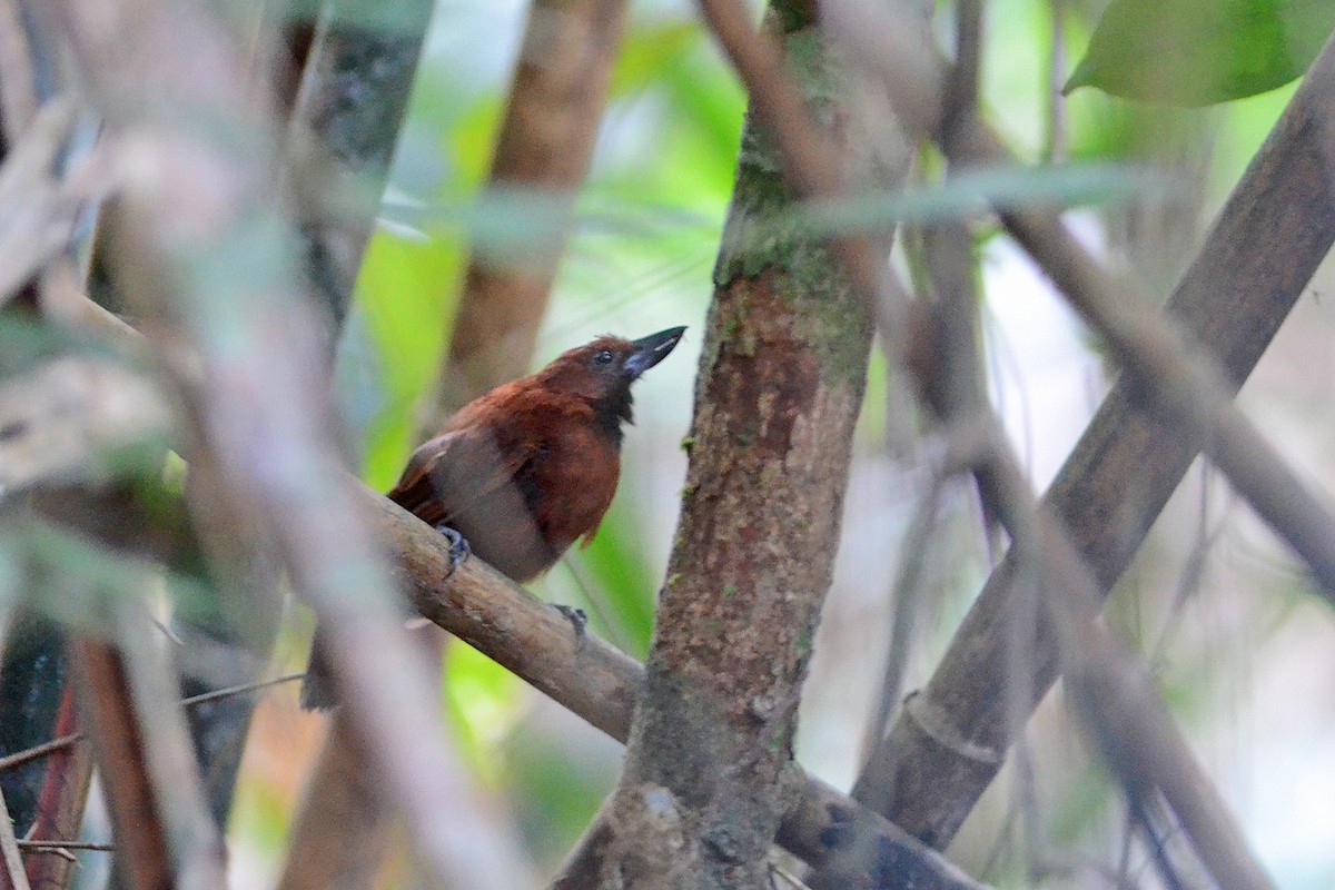 Rondonia Bushbird - ML215976341