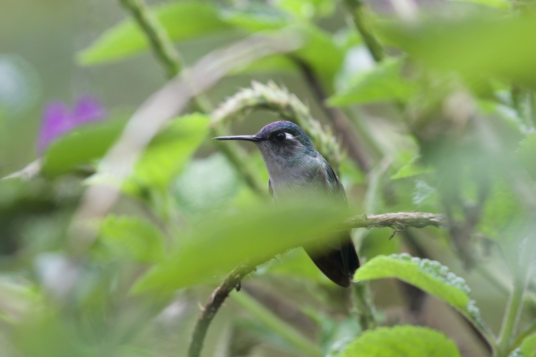 Violet-headed Hummingbird - Eddie Kasper