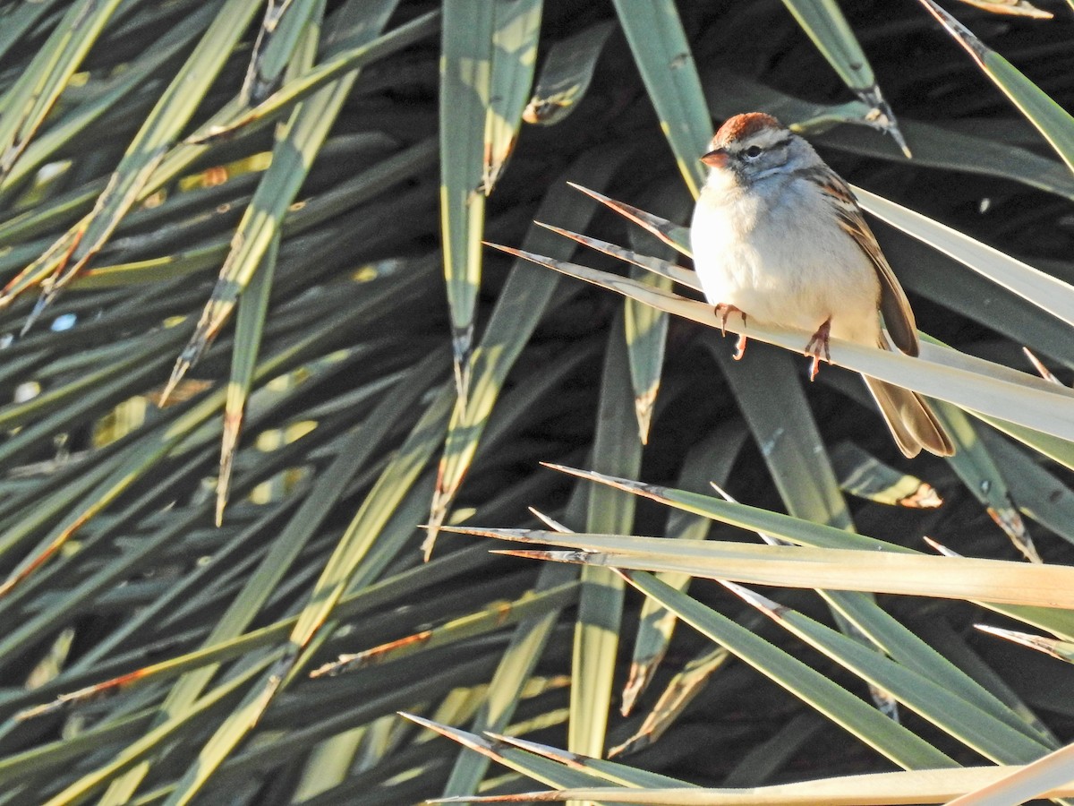 Chipping Sparrow - Layton Pace