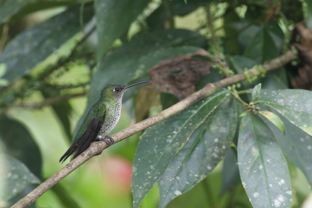 Many-spotted Hummingbird - ML215977681