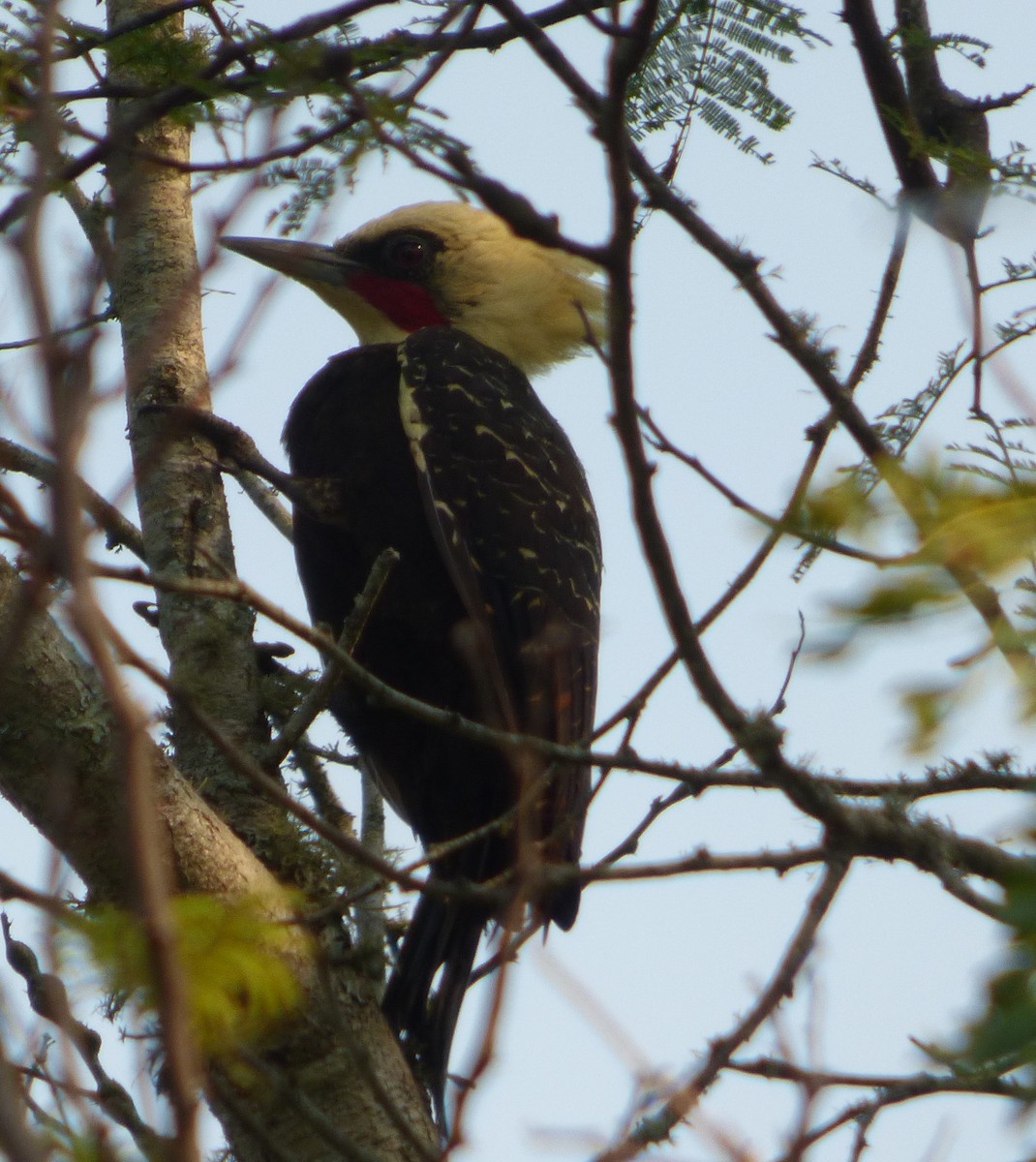 Pale-crested Woodpecker - ML215977821