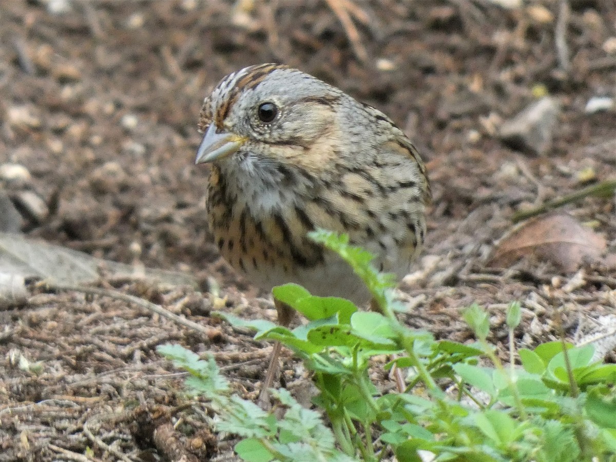 Lincoln's Sparrow - James Court