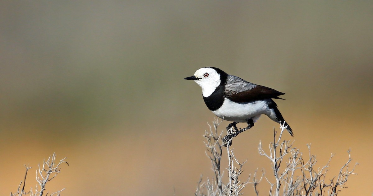 White-fronted Chat - ML215982111