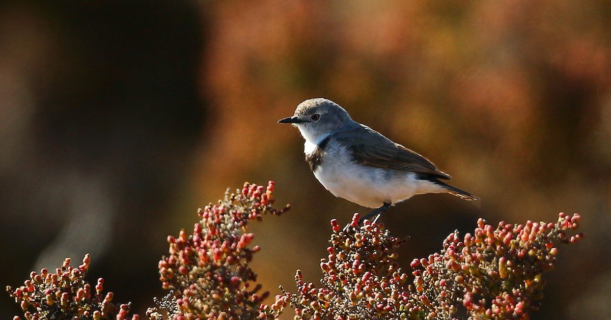 White-fronted Chat - ML215984051