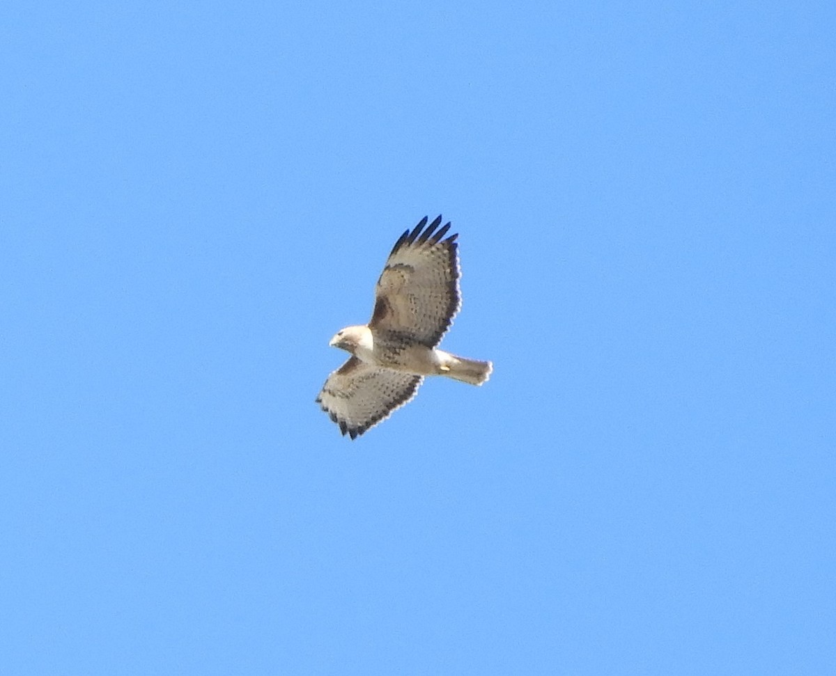 Red-tailed Hawk - ML215985161