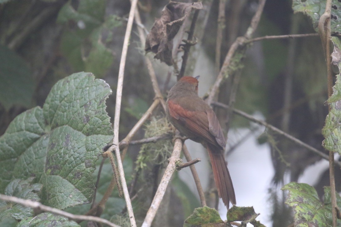 Red-faced Spinetail - ML215985731