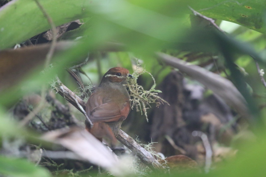 Red-faced Spinetail - ML215985741