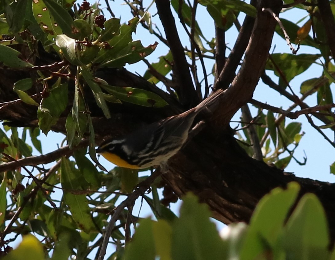 Yellow-throated Warbler (dominica/stoddardi) - ML215986271