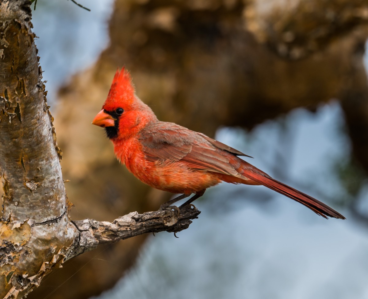 Cardinal rouge - ML215988131