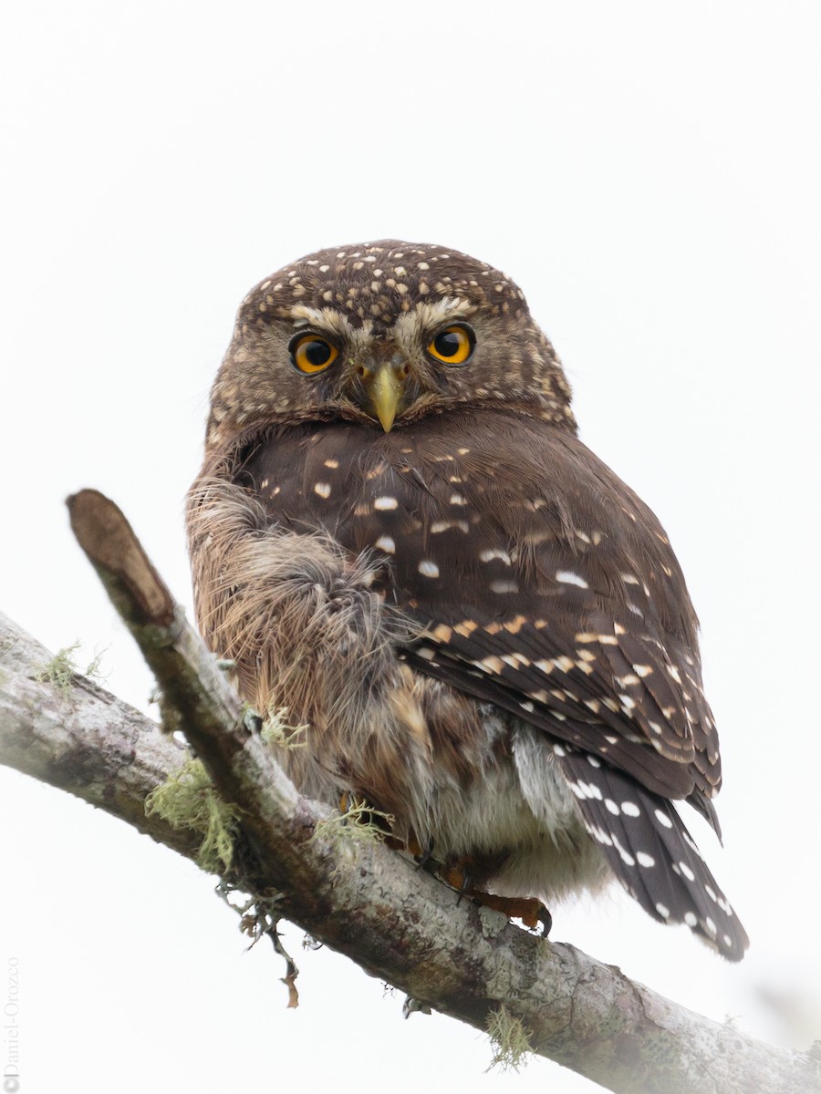 Andean Pygmy-Owl - ML215989101
