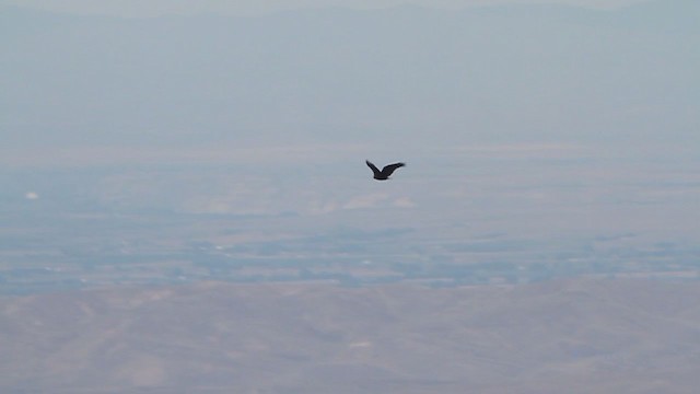 Turkey Vulture - ML215990891